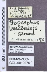 Etikette zu Propsephus lamtoensis (NHMW-ZOO-COL-0010276)